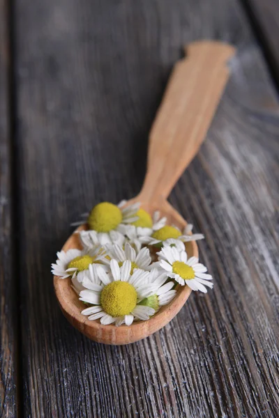 Camomile in wooden spoon — Stock Photo, Image