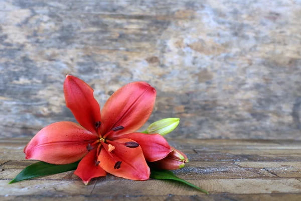 Hermosa flor de lirio —  Fotos de Stock