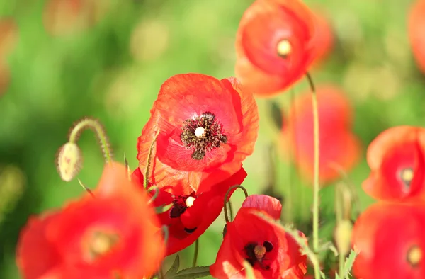 Prairie avec de belles fleurs de pavot rouge vif au printemps — Photo