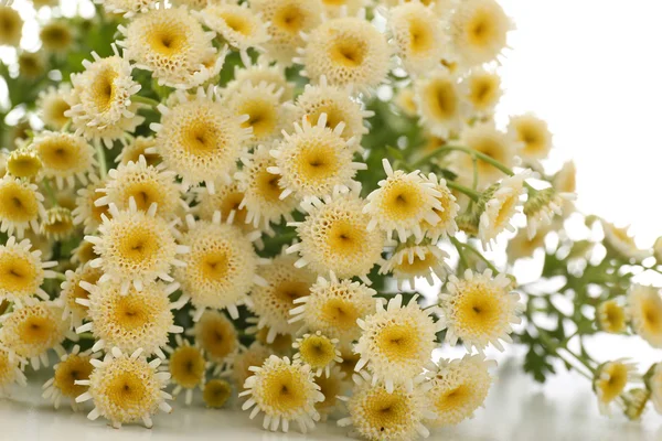 Beautiful wild flowers, close up — Stock Photo, Image