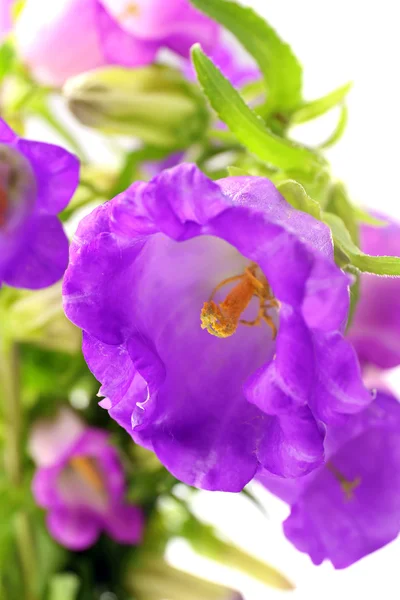 Bellissimi fiori selvatici, da vicino — Foto Stock