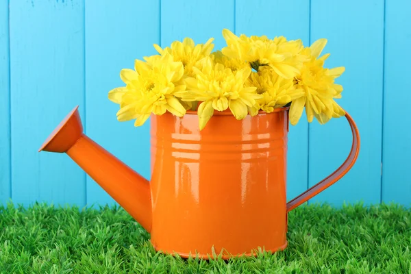 Colorful chrysanthemums in orange watering can on blue fence background — Stock Photo, Image