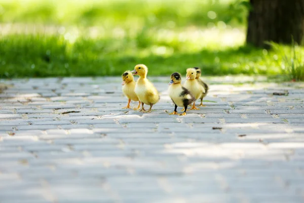 Kleine süße Entchen, draußen — Stockfoto