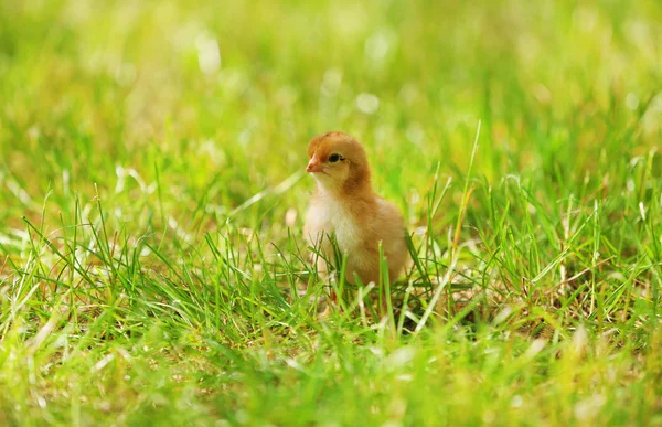 Pequeno frango bonito na grama verde, ao ar livre — Fotografia de Stock