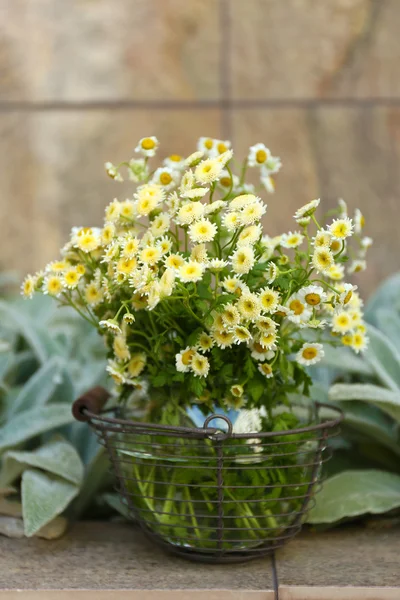 Decoração de jardim com flores silvestres, ao ar livre — Fotografia de Stock