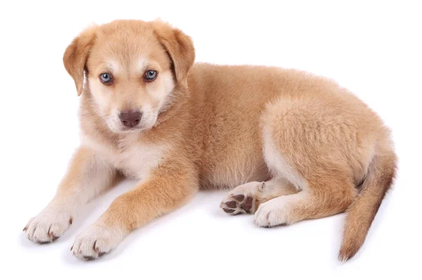 Pequeño lindo cachorro Golden Retriever, aislado en blanco —  Fotos de Stock
