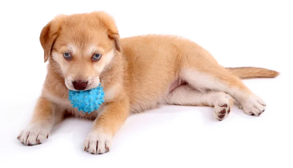 Pequeño lindo cachorro Golden Retriever, aislado en blanco —  Fotos de Stock