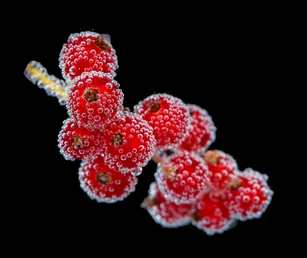 Beautiful ripe red currant in water with bubbles, isolated on white — Stock Photo, Image