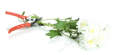 Bahçe secateurs ve üzerinde beyaz izole çiçekler