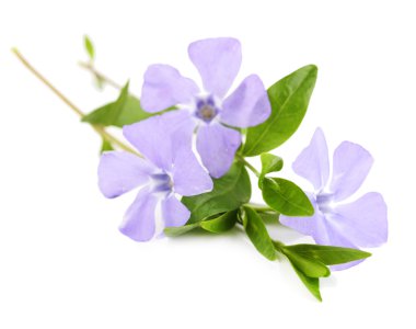 güzel deniz salyangozu çiçekler, üzerinde beyaz izole