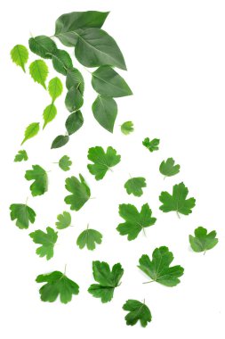 yeşil yapraklar beyaz üzerinde izole