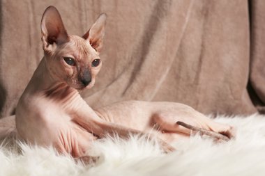 alında saç çizgisi Sphynx kedi kumaş zemin üzerine