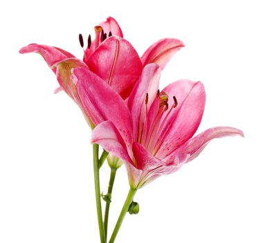 güzel pembe lily çiçekler, üzerinde beyaz izole