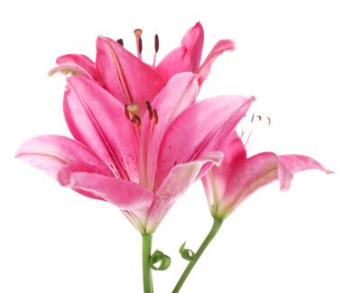 güzel pembe lily çiçekler, üzerinde beyaz izole