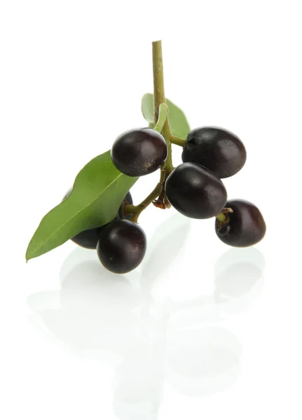 Wilde schwarze Beeren mit Blättern, isoliert auf weiß — Stockfoto