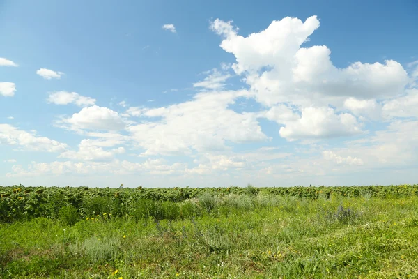 Solrosor fält och blå himmel — Stockfoto