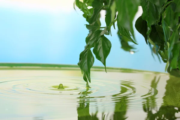 Foglie verdi con riflesso in acqua — Foto Stock