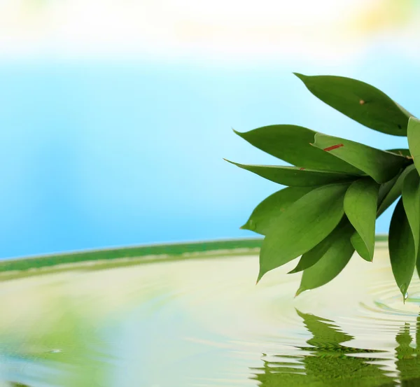 Green leaves with reflection in water — Stock Photo, Image