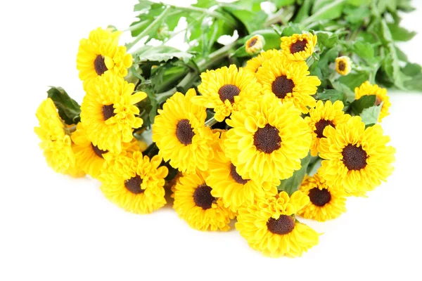 Beautiful yellow chrysanthemum isolated on white — Stock Photo, Image