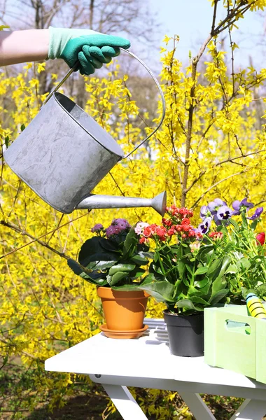 Lindas flores em vasos e ferramentas de jardinagem, ao ar livre — Fotografia de Stock