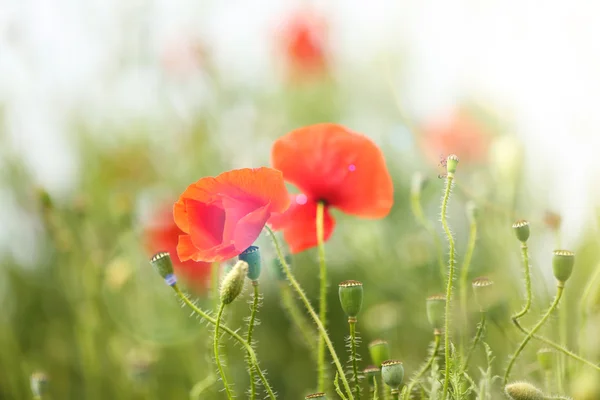 Mohnblumen, im Freien — Stockfoto