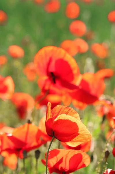 Prado con hermosas flores de amapola de color rojo brillante en primavera —  Fotos de Stock