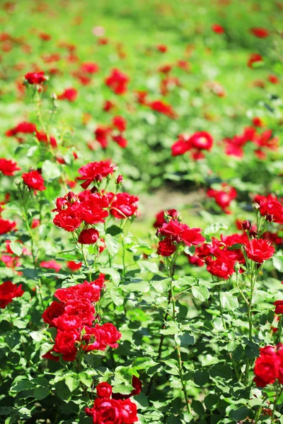 Beautiful red roses on green bush — Stock Photo, Image