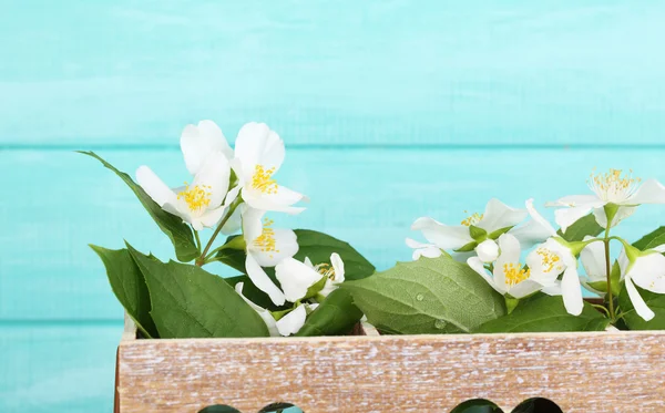 Hermosa composición de primavera con flores de jazmín —  Fotos de Stock