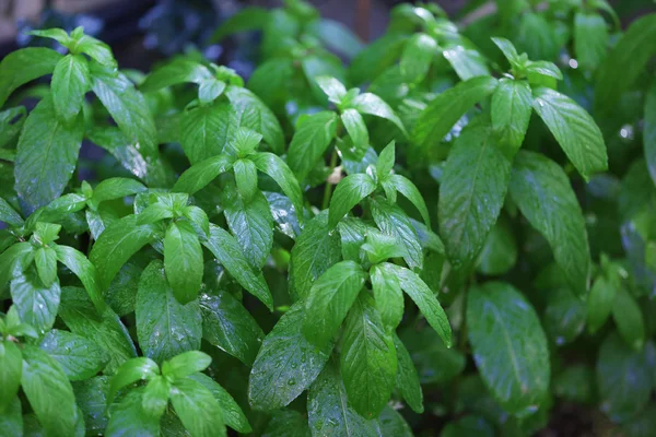 Pianta menta piperita — Foto Stock