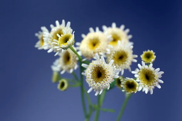 Hermosas flores silvestres sobre fondo gris — Foto de Stock
