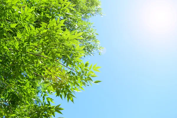 Hermosas hojas de primavera en el árbol al aire libre — Foto de Stock