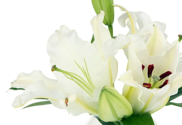 Beautiful lily in vase isolated on white — Stock Photo, Image