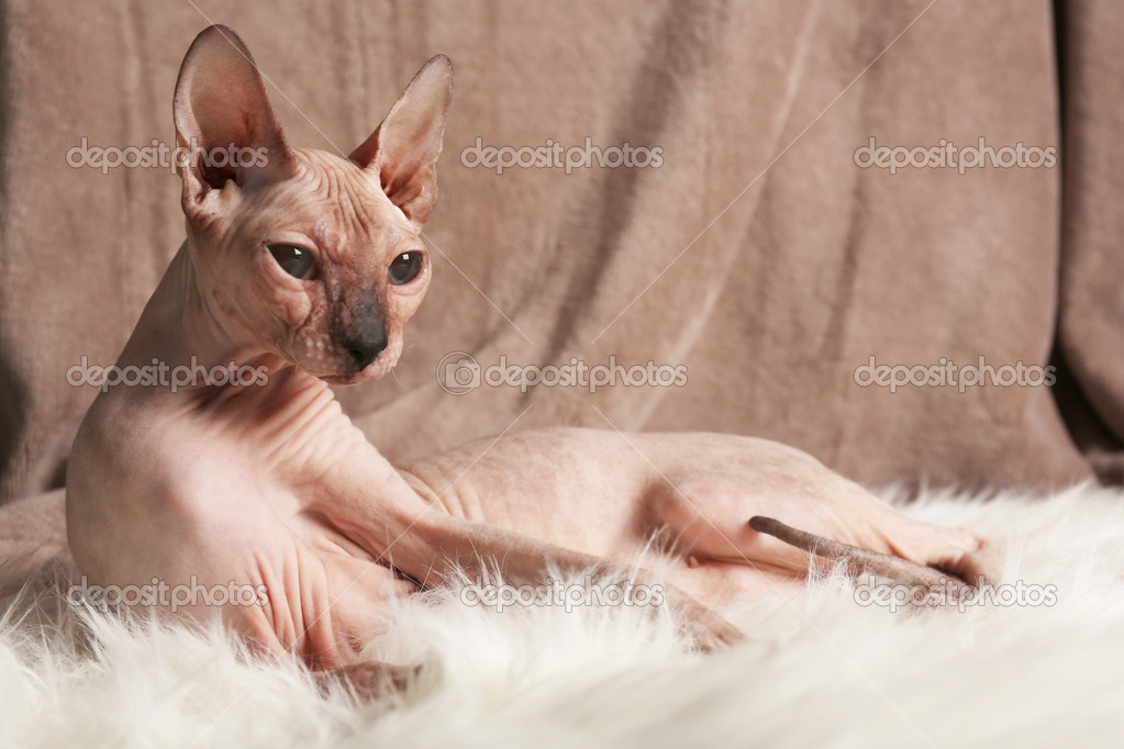 Chat Sans Poils Sphynx Sur Fond De Tissu Image Libre De Droit Par Belchonock C