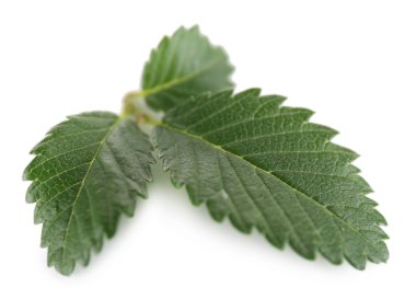 yeşil yapraklar beyaz üzerinde izole