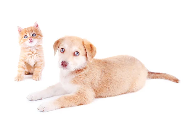 Pequeno gatinho e filhote de cachorro retriever isolado em branco — Fotografia de Stock