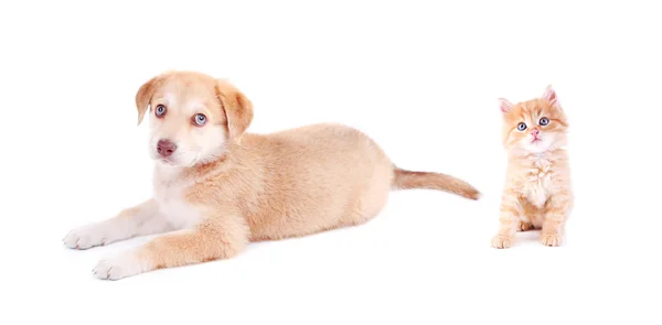 Pequeño gatito y retriever cachorro aislado en blanco —  Fotos de Stock