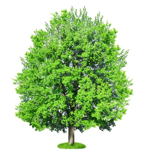 Singolo grande vecchio albero isolato su bianco — Foto Stock