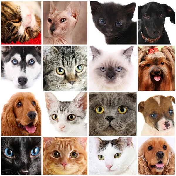Collage de diferentes mascotas lindas — Foto de Stock