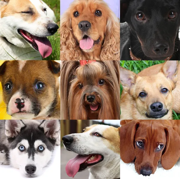 Κολλάζ από διάφορα χαριτωμένα σκυλιά — Φωτογραφία Αρχείου