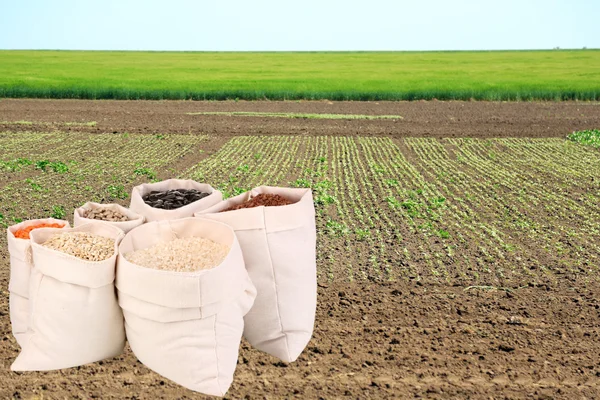 Cloth bags with grain on field background — Stock Photo, Image