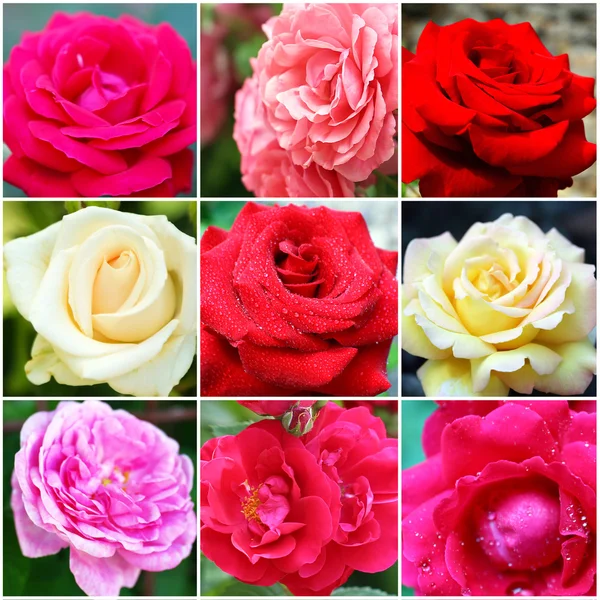 Collage de belles roses, gros plan — Photo