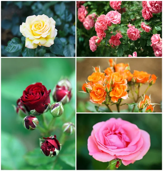 Κολάζ από όμορφα τριαντάφυλλα στον κήπο — Φωτογραφία Αρχείου