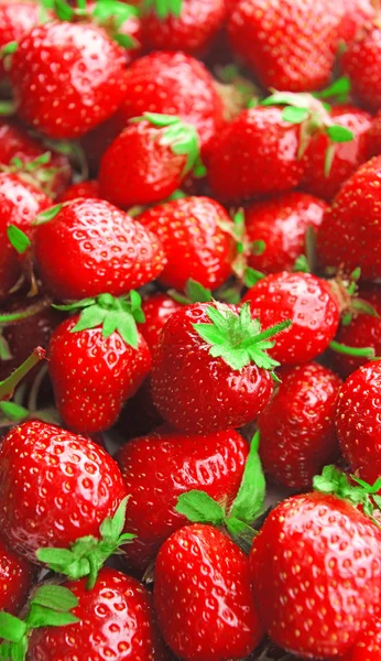 Gros plan sur les fraises douces mûres — Photo