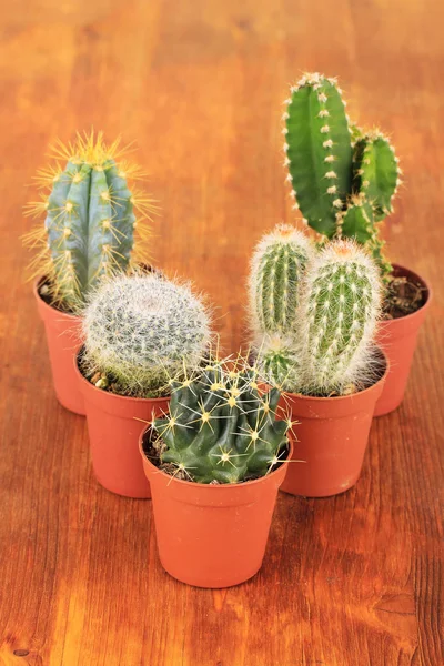 Collection of cactuses on wooden background — Stock Photo, Image