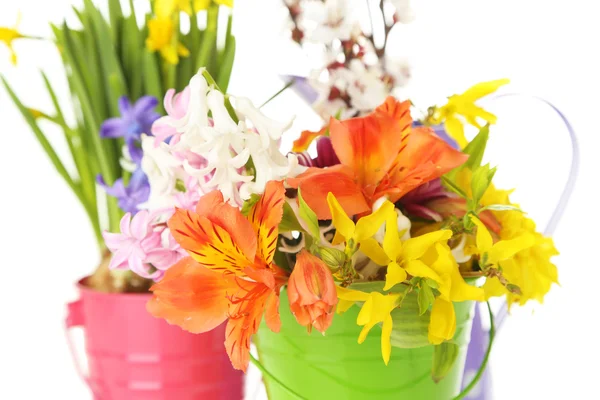 Beautiful flowers in metal buckets  isolated on white — Stock Photo, Image