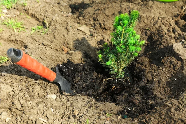 Planting tree in spring — Stock Photo, Image