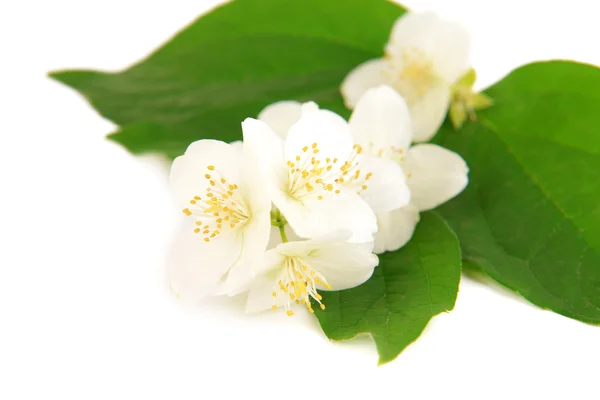 Beautiful jasmine flowers isolated on white — Stock Photo, Image