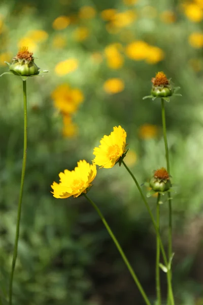 Весенние цветы, на открытом воздухе — стоковое фото