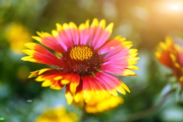 Gaillardia (filt blomma) i blom, utomhus — Stockfoto