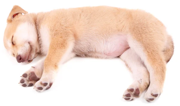 화이트에 고립 된 작은 귀여운 골든 리트리버 강아지 — 스톡 사진